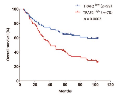 The correlation between TRAF2 expression and overall survival in HCC patients.jpg